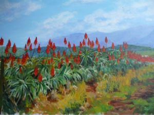 "Aloe Hedge"