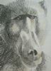 "Baboon 1"