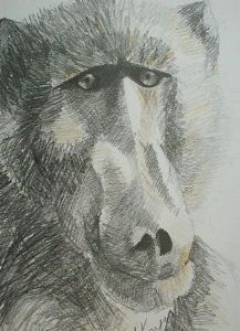 "Baboon 1"
