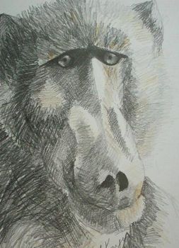 "Baboon 1"