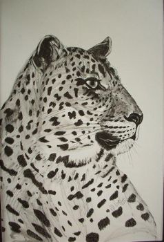 "Leopard 1"