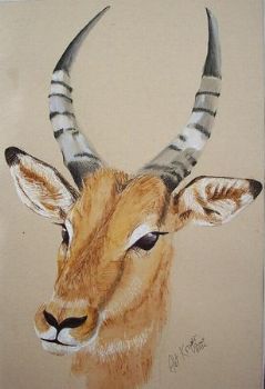 "Impala Ram"