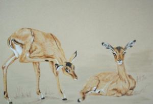 "Impala Ewes"