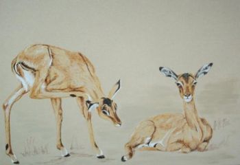 "Impala Ewes"