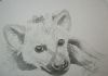 "Brown Hyena Cub"