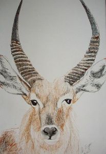 "Waterbuck"