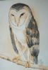 "Barn Owl"