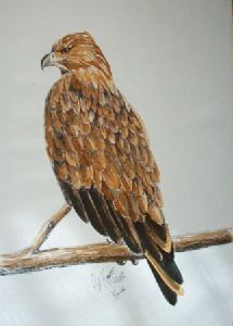 "Hawk"