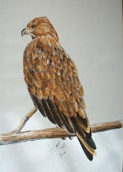 "Hawk"