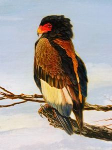 "Bateleur Eagle"