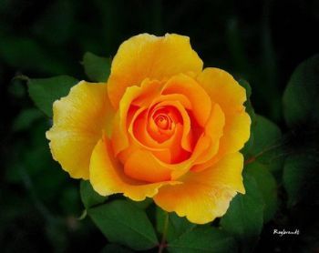 "Yellow Rose"
