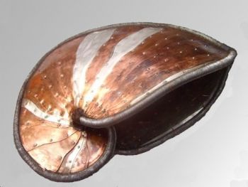 "Nautilus shell"