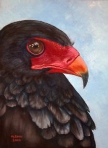 "Bateleur Eagle"