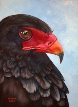 "Bateleur Eagle"