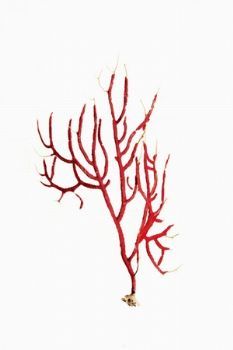 "Red Coral"