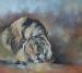 Resting Lion Male