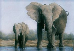"Elephant with Calf"