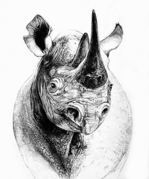 "Black Rhino"