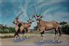 "Gemsbok, Gemsbok National Park"