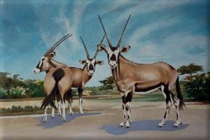 "Gemsbok, Gemsbok National Park"