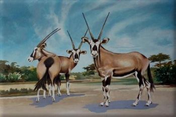 "Gemsbok, Gemsbok National Park"