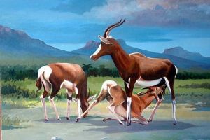 "Bontebok, Swellendam"