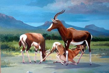 "Bontebok, Swellendam"