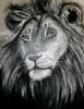 "Lion"