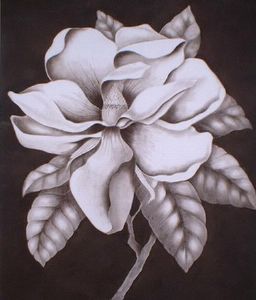 "Magnolia"