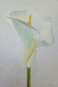 "Arum Lily"