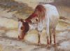 "Grazing on the Beach"