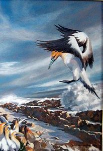 "Gannets, West Coast"