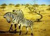 "Fighting Zebras"