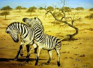 "Fighting Zebras"