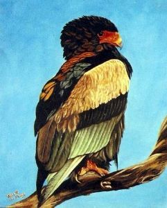 "Bataleur"