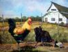"Chickens on the move"
