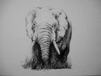 "Elephant (1)"