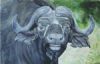 "Cape Water Buffalo"