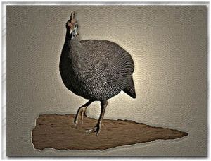 "A Simple Bird"