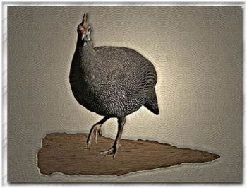 "A Simple Bird"