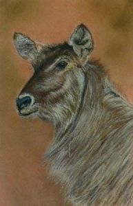 "Waterbuck"