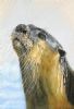 "Otter"