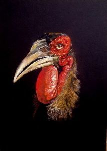 "Ground Hornbill"