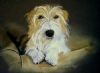 "Dog portrait on couch"