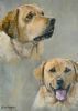 "Labradors"
