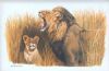 "Male Lion, Admiring Cub"