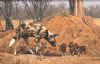 "Wild Dog & Pups"