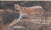 "Serval cat and Mouse"