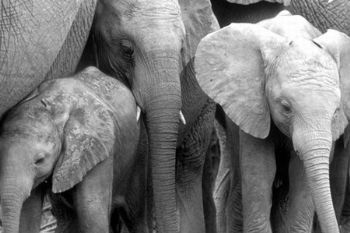 "Elephant Herd"