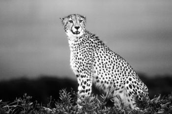 "Cheetah Portrait"
